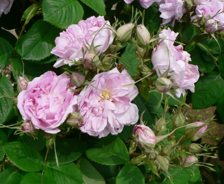 跡見群芳譜(外来植物譜 ダマスク・ローズ)